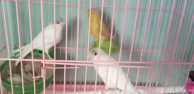 اناث كناري 2