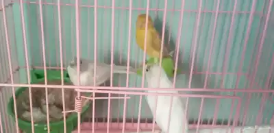 اناث كناري 3