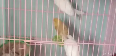 اناث كناري 5