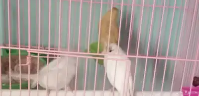 اناث كناري 0