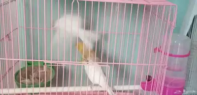 اناث كناري 4