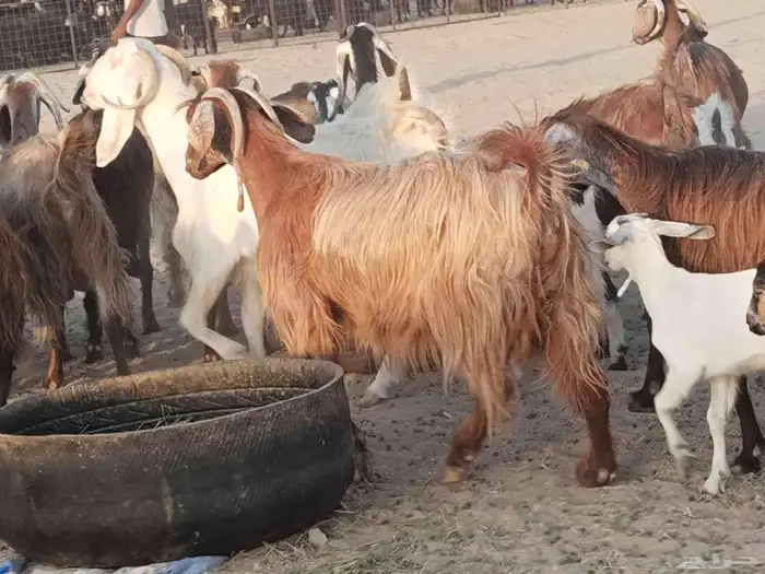 معزء عطيبة 6