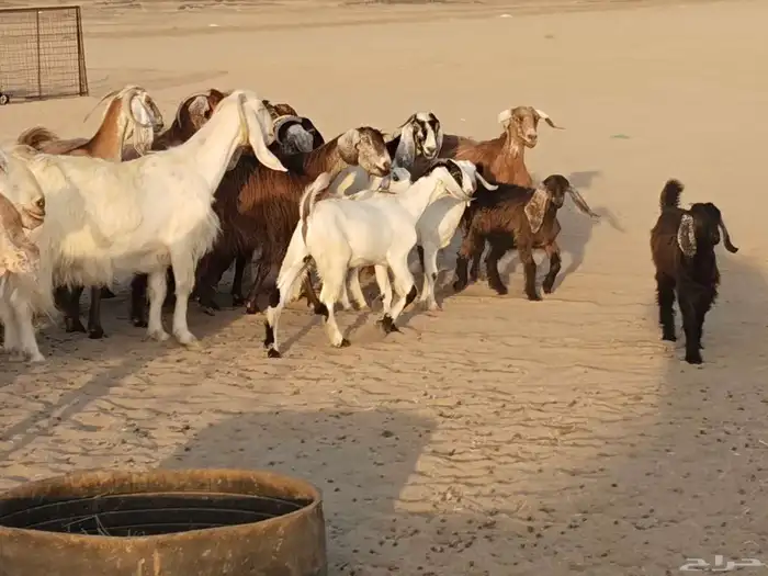 معزء عطيبة 12