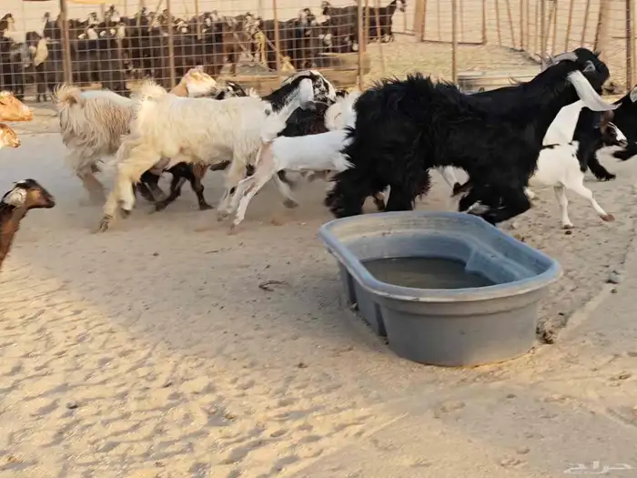 معزء عطيبة 13