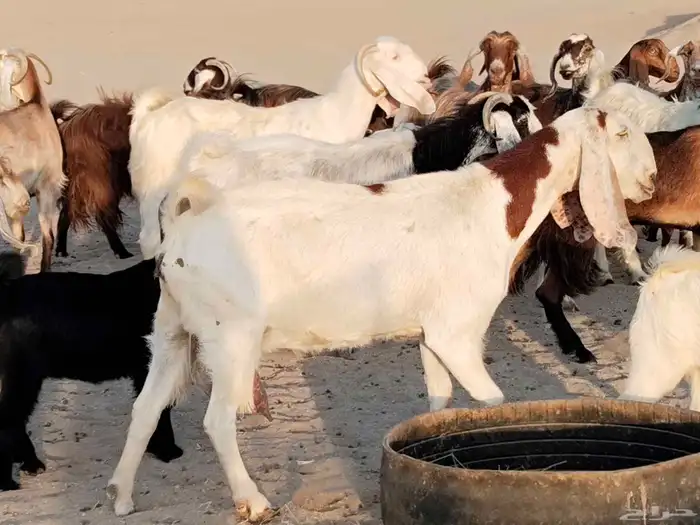 معزء عطيبة 10