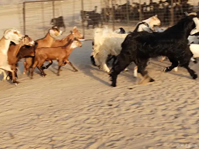 معزء عطيبة 14