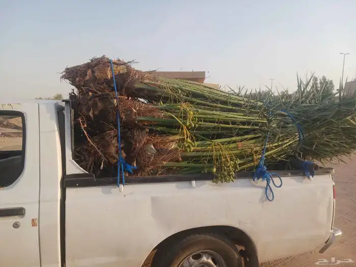 يوجد لدينا جميع انواع النخيل المثمرة وزينه اتواصل جوال 05065 2