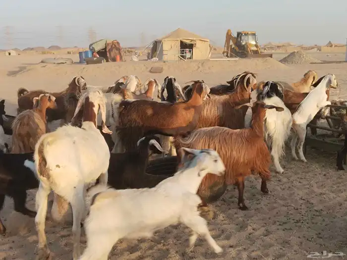 معزء عطيبة 3