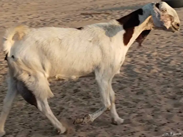 معزء عطيبة 18