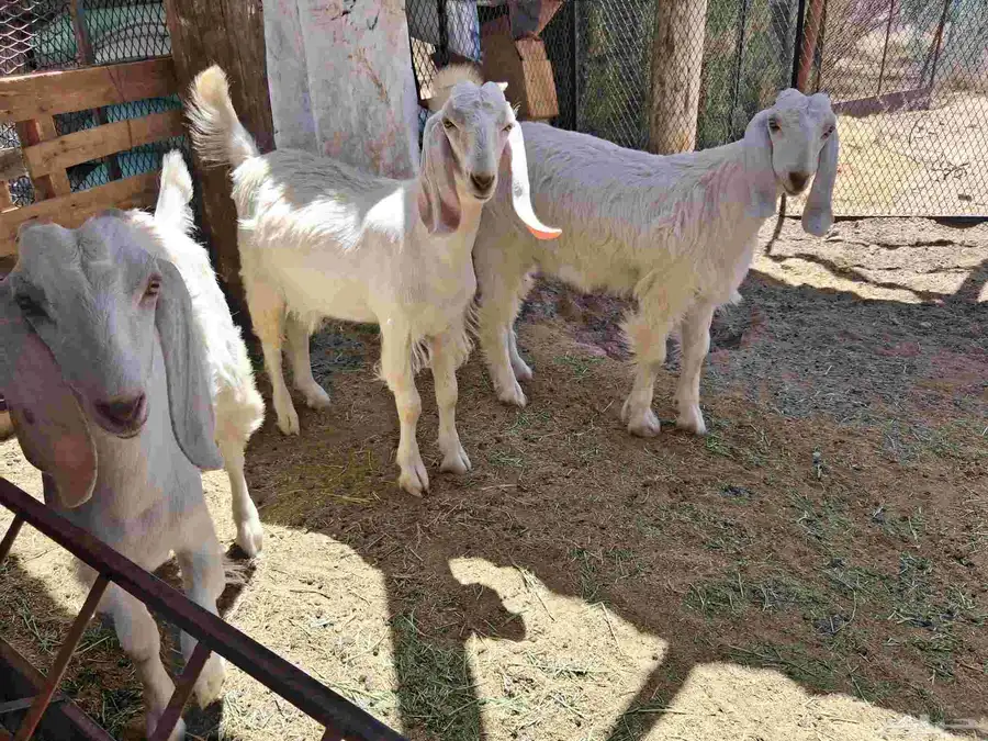 تيوس جذعان سمان 3