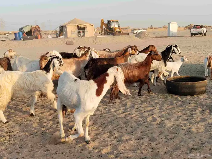 معزء عطيبة 4