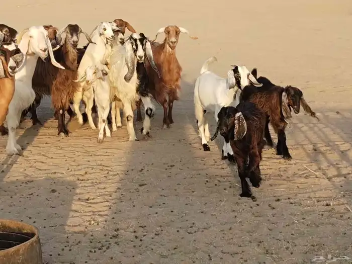 معزء عطيبة 17