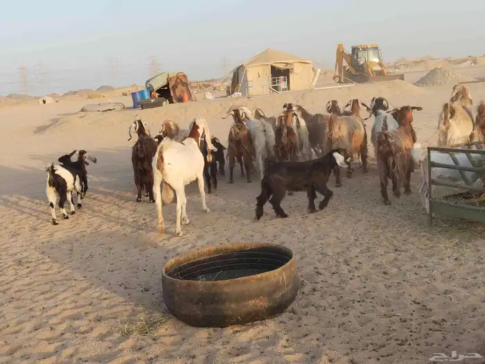 معزء عطيبة 0