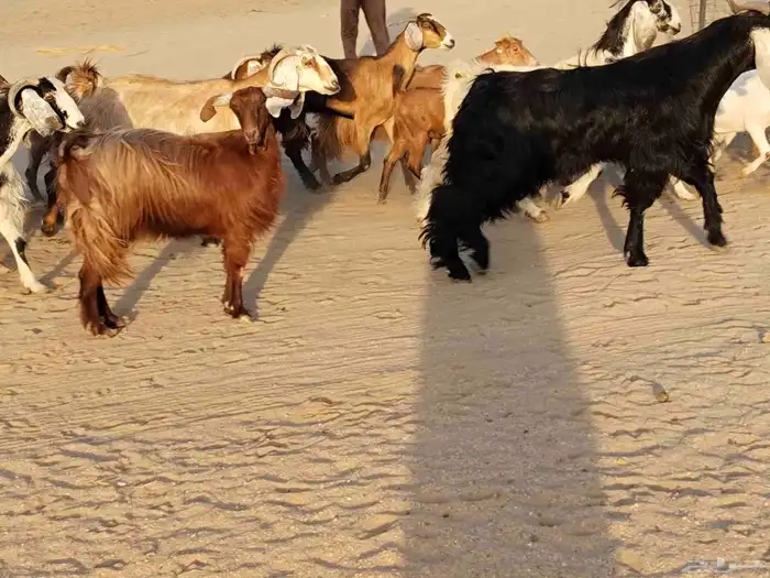 معزء عطيبة 11