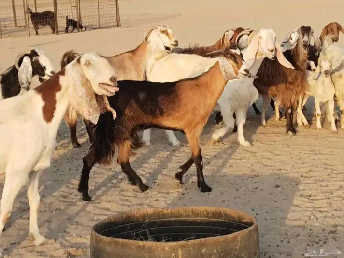 معزء عطيبة 16