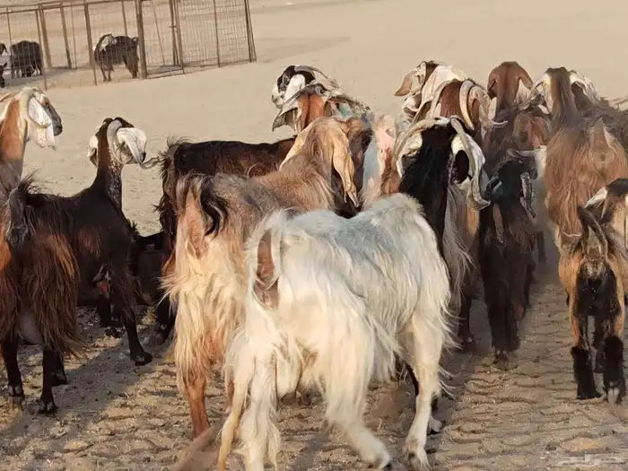 معزء عطيبة 8