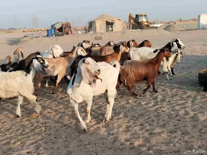 معزء عطيبة 9