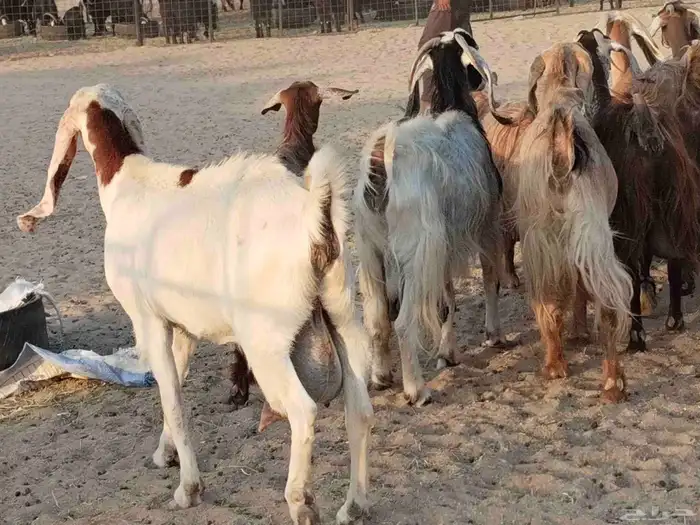 معزء عطيبة 5