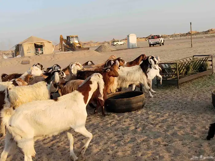 معزء عطيبة 2