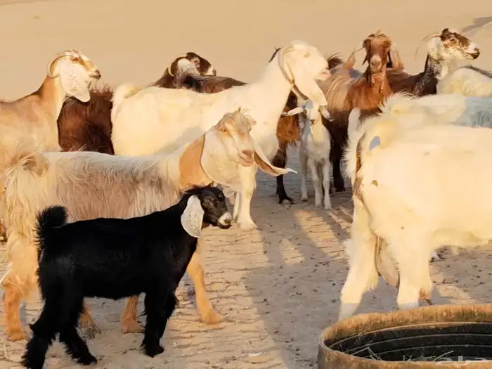 معزء عطيبة 19