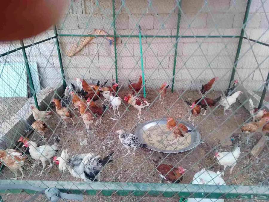ديوك العمر 5 شهور العدد 40 1