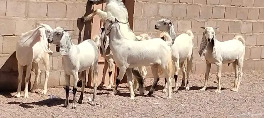 جفار مشاريك هولندي عارضي العدد 7 مع الفحل 6