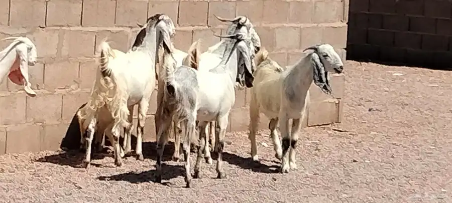 جفار مشاريك هولندي عارضي العدد 7 مع الفحل 7