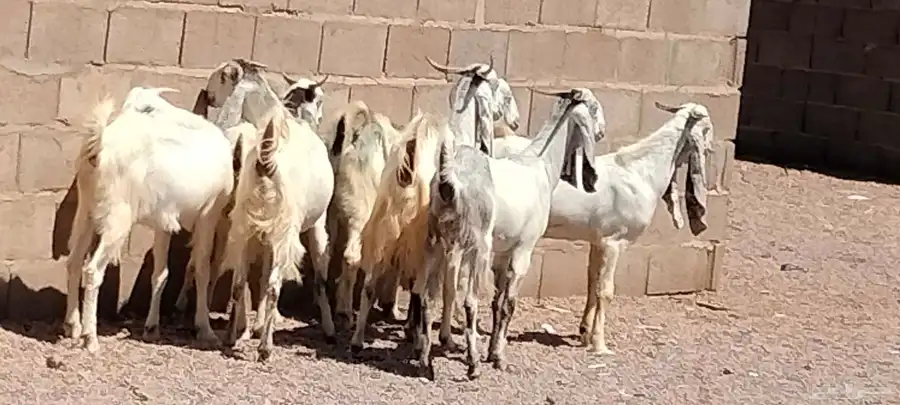 جفار مشاريك هولندي عارضي العدد 7 مع الفحل 4