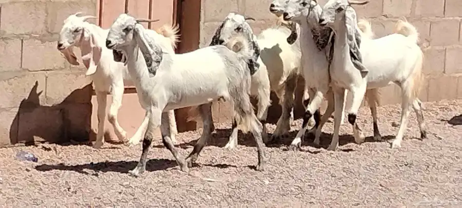 جفار مشاريك هولندي عارضي العدد 7 مع الفحل 3