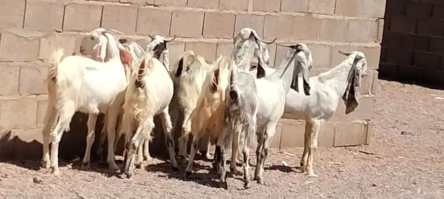 جفار مشاريك هولندي عارضي العدد 7 مع الفحل 1