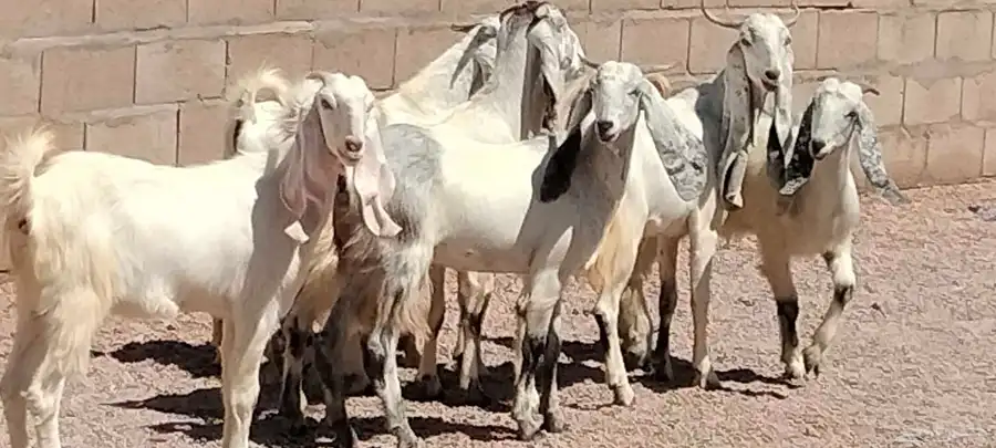 جفار مشاريك هولندي عارضي العدد 7 مع الفحل 2