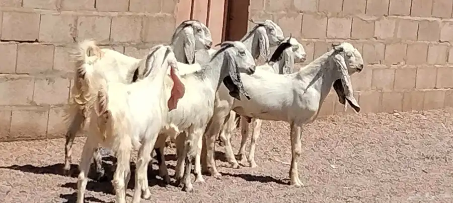 جفار مشاريك هولندي عارضي العدد 7 مع الفحل 0