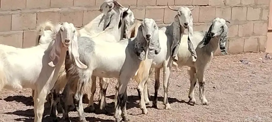 جفار مشاريك هولندي عارضي العدد 7 مع الفحل 8