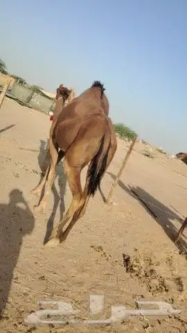 ناقه حساحلي طيبة كفوو للبيع 7