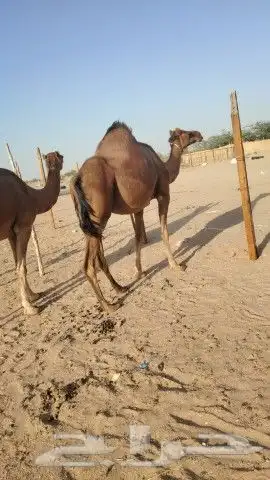 ناقه حساحلي طيبة كفوو للبيع 8
