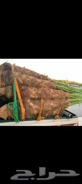 يوجد لدينا جميع انواع النخيل المثمره وجميع المقاسات المختلفة 6