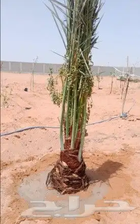 نخل للبيع نخيل والشنطني وعربي نقايل مثمر والشنطنيا خلاص صقعي 6