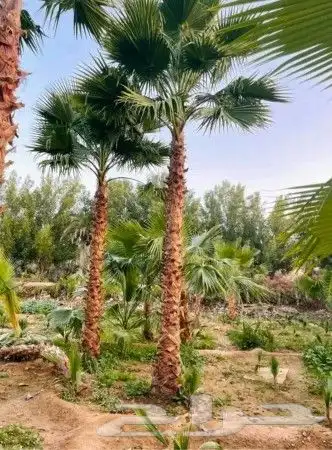 نخل للبيع نخيل والشنطني وعربي نقايل مثمر والشنطنيا خلاص صقعي 2