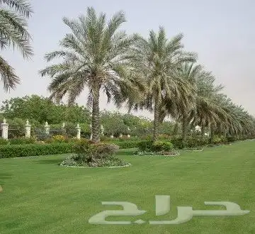 ثيل ياباني 3