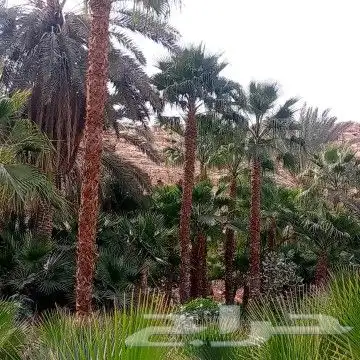 نخل للبيع نخيل والشنطني وعربي نقايل مثمر والشنطنيا خلاص صقعي 0