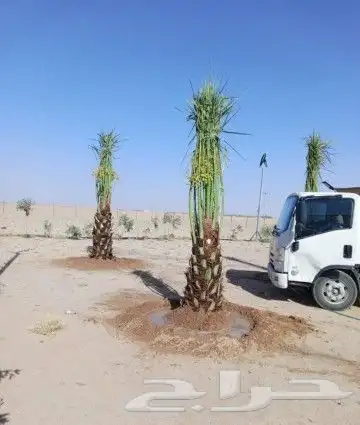نخل للبيع نخيل والشنطني وعربي نقايل مثمر والشنطنيا خلاص صقعي 7