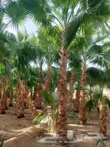 نخل للبيع نخيل والشنطني وعربي نقايل مثمر والشنطنيا خلاص صقعي 1