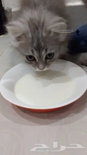 كيتين شيرازي للبيع 2
