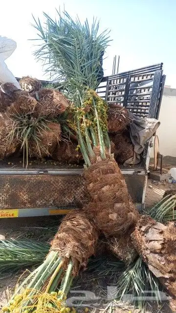 يوجد لدينا جميع انواع النخيل المثمره وجميع المقاسات المختلفة 7