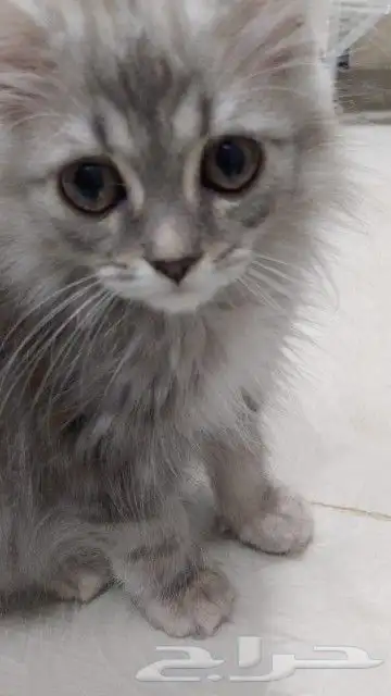 كيتين شيرازي للبيع 0