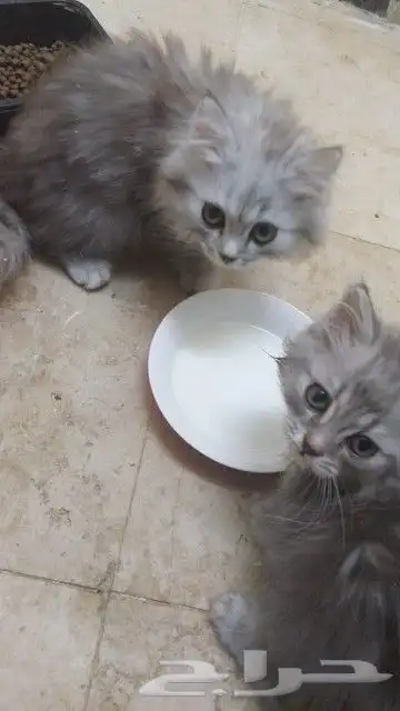 كيتين شيرازي للبيع 1
