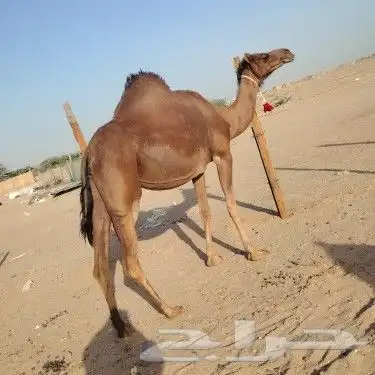 ناقه حساحلي طيبة كفوو للبيع 9