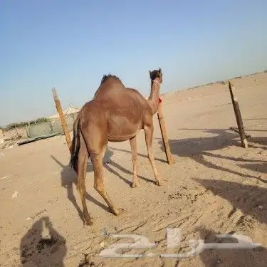 ناقه حساحلي طيبة كفوو للبيع 6