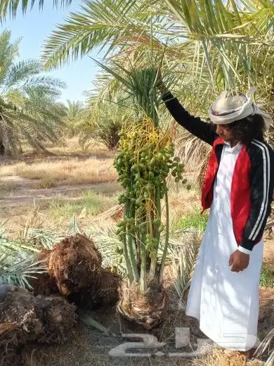يوجد لدينا جميع انواع النخيل المثمره وجميع المقاسات المختلفة 9