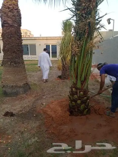نخل للبيع نخيل والشنطني وعربي نقايل مثمر والشنطنيا خلاص صقعي 8